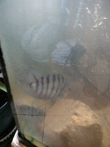 Convict Fish