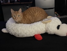 orange tabby – Ceres
