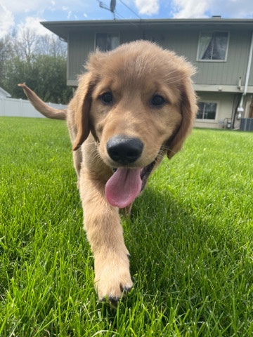 Golden Retriever – Akc Certified Male Golden Retriever