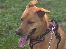 German Shepherd – Sade – Cypress