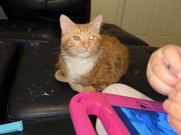 rehoming ! live in Rhode Island , Providence – Providence