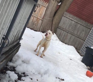 American Pit Bull Terrier – Male pitbull read description.