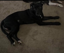 Cane Corso – Cane Corso Pit Mix