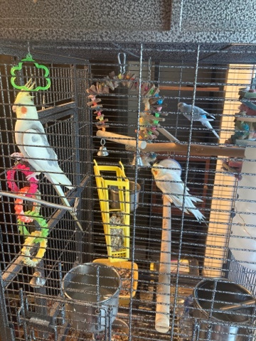 Cockatiel – 3 birds