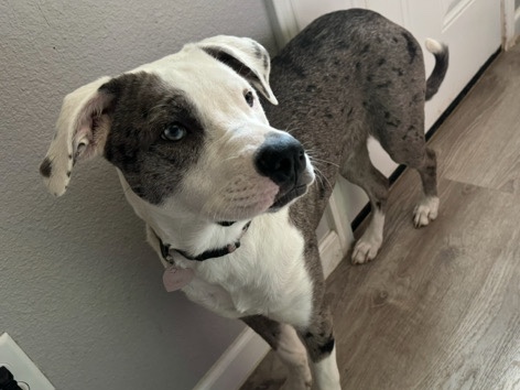 Catahoula Cur – Grace needing a loving home – Reno