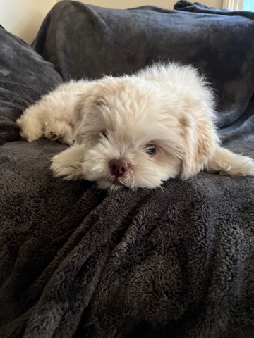 Shih Tzu – shihpoo