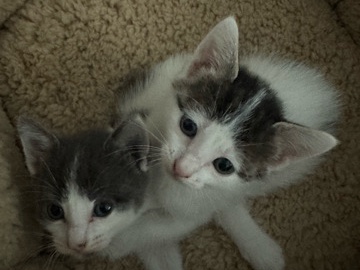 Adorable Kittens for Sale – 2-3 Months Old – New Orleans – New Orleans