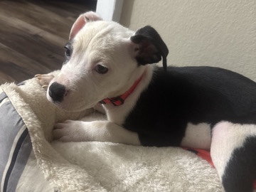 All - Pitbull puppy available for adoption in San Antonio