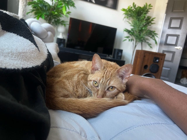 Beautiful Orange Cat – Duluth