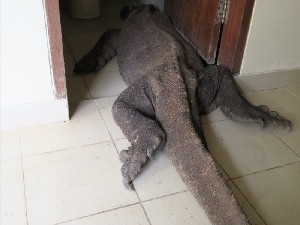 this is Olivia the Komodo dragon – Kings County