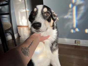 Selling 6 month old puppy