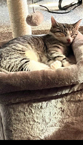 European Shorthair – 3 month old female kitten