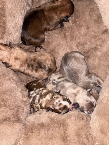 French Bulldog – Mini Merle French Bulldog puppies for Sale