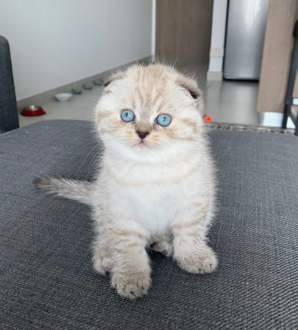 Himalayan – Scottish fold & Himalayan