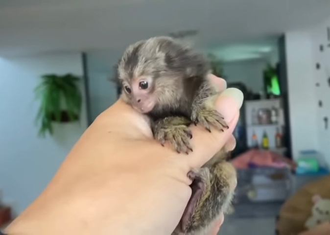 monkey – Finger monkey