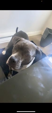 selling pit bull mixed , only 1 years old need good care taken of her
