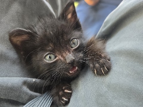 kitten – Reedley