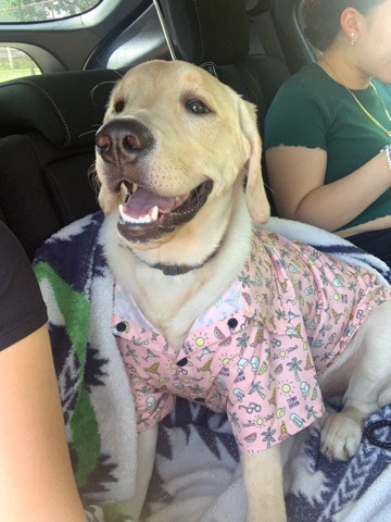 Labrador Retriever – 6 Month Labrador Retriever