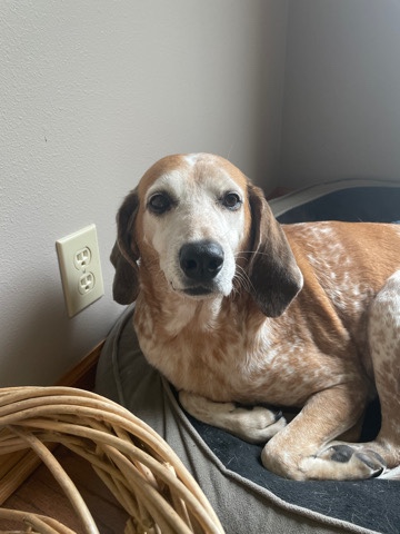 English Foxhound – young hound in need of a loving home!