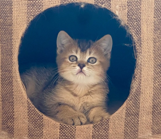 British Shorthair – British kitten