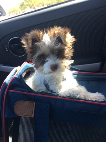 Yorkshire Terrier – PureBreed Yorkie Parti Puppy