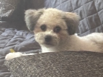 Shih Tzu - CoCo Puff looking for a new home  available for adoption in Randolph