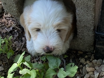 Goldendoodle – Mini Goldendoodle – Del Valle