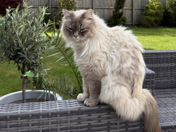 Munchkin – Friendly 3-Year-Old Munchkin Cat for Sale in Preston – Preston