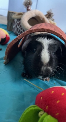 guinea pig – two female guinea pigs need rehomed