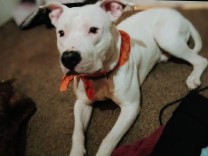 American Pit Bull Terrier – 2 yr old solid white male pitbull