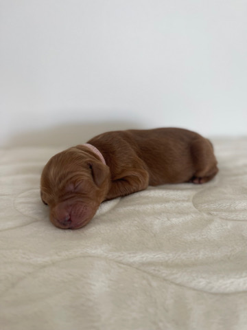 F1b goldendoodle
