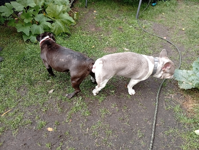 Bulldog - wurf angekündigt für Ende November Anfang Dezember   available for adoption in Berlin