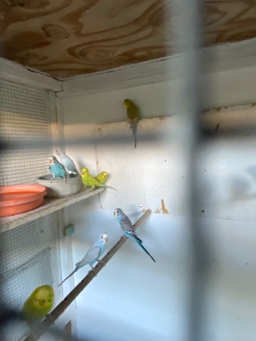 Indian Ringneck Parakeet – young parakeets