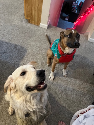 Golden Retriever – Male Golden Retriever and Female Mix