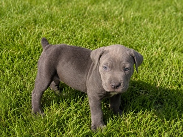 Cane Corso – 🐾 AKC Cane Corso Puppies Available 🐾 – Rochester