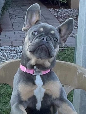 French Bulldog – puppy for sale