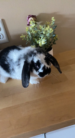 Mini lop rabbit needs a home