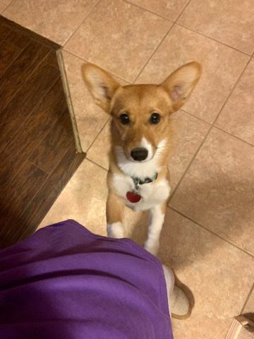 Pembroke Welsh Corgi – Sweet and affectionate corgi