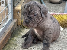 Cane Corso – GORGEOUS CANE CORSO PUPPIES – Stoke-On-Trent
