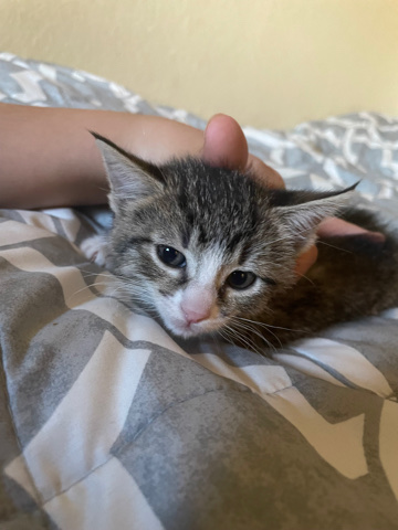Cute litter trained kittens