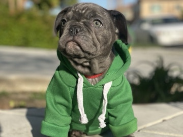French Bulldog – Meet Ki’ala! Blue Female, French Bulldog – Tracy