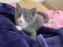 looking for forever home – Middletown