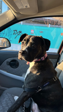 American Pit Bull Terrier – Pretty Girl Pepper