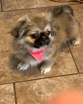 Bella needs a new home 