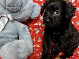 Poodle – Poodle mix baby boy looking for forever home – Sugar Land