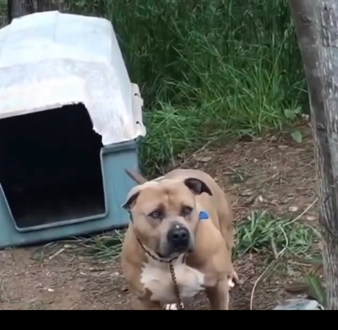 American Bulldog – big dog