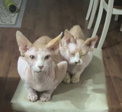 Sphynx – Sphynx breedable pair