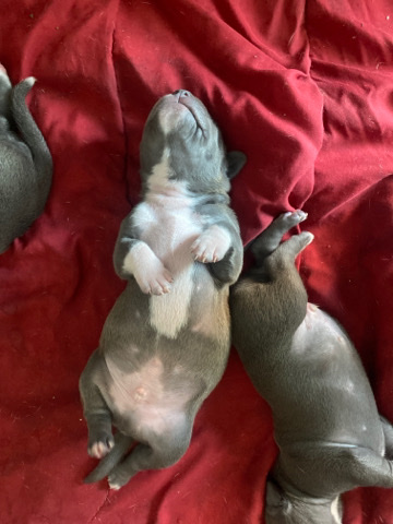 American Bulldog – Bully x lab puppies