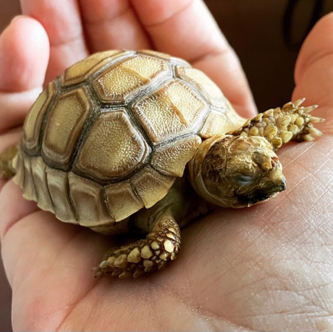 Free Sulcata Tortoise