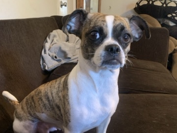 babydog